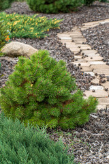 Obraz premium coniferous plants in the garden