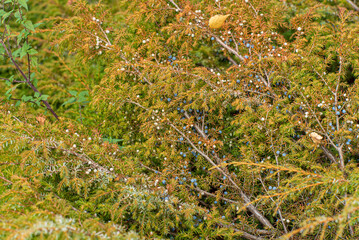 coniferous plants in the garden