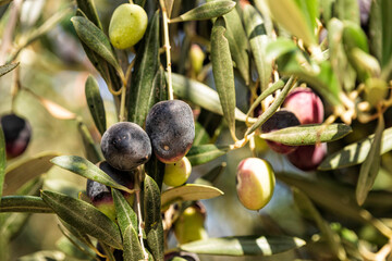 Olive tree branches with unripe fruits closeup against the sky