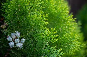Green bush leaves with spider web and seeds