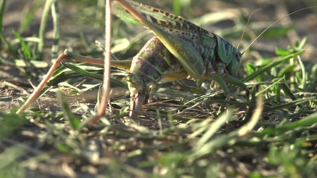 Grey Bush crickets, Phylum Arthropoda,  uses its ovipositor to search and create new burrows for laying eggs, offspring. View macro insect Grasshopper in wildlife