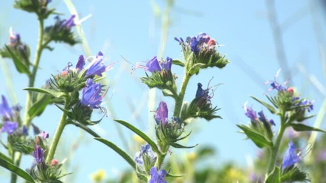 Fluffy moth butterfly flies and drinks nectar in strong wind among wild blue flowers. Macro view insect in wildlife