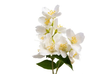 branch with jasmine flowers Isolated