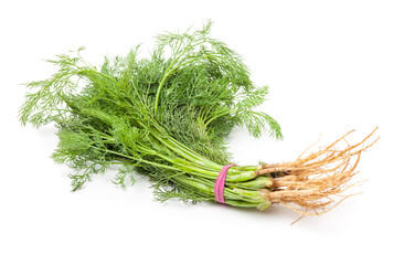 Fennel bunch on white background