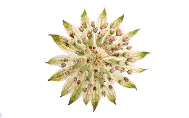 Naklejka na ściany i meble astrantia flower isolated