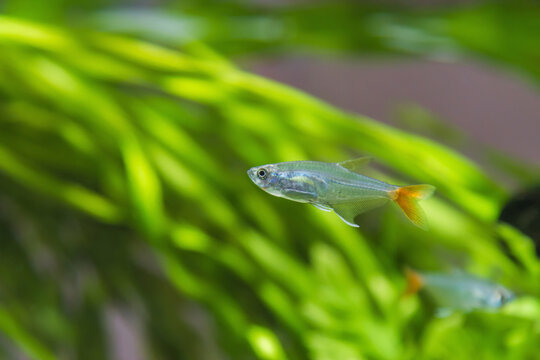 Prionobrama filigera, glass Tetra in an aquarium on a background of green leaves close-up.