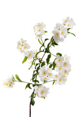 branch with jasmine flowers Isolated