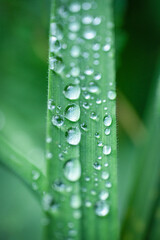 water drops on green leaf macro