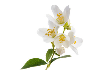 Fototapeta premium branch with jasmine flowers Isolated