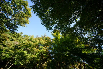 Fototapeta premium You can enjoy beautiful clear skies of autumn today.