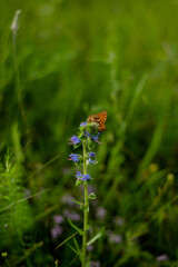 Butterfly on a violet flower
