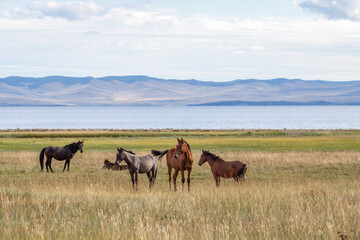 Naklejka na ściany i meble horses on the meadow of Baikal
