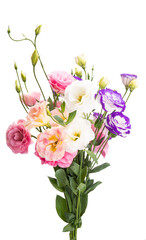 beautiful eustoma flowers isolated