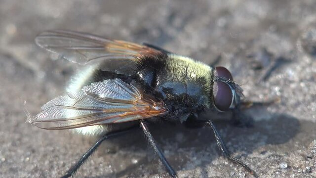 Merodon equestris, Narcissus bulb fly, greater bulb fly, large bulb fly, large Narcissus fly, is Holarctic species of hoverfly, displays a colouration pattern similar to a stinging insect, bumblebee