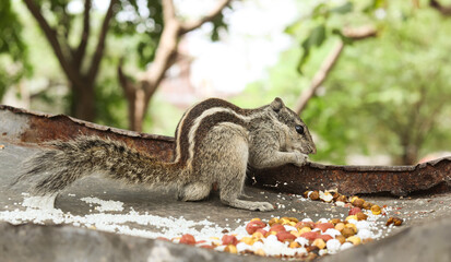 The Indian palm squirrel having food. is a species of rodent in the family Sciuridae found naturally in India (south of the Vindhyas) and Sri Lanka.