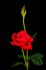 A single red rose flower with bud on a black background.
