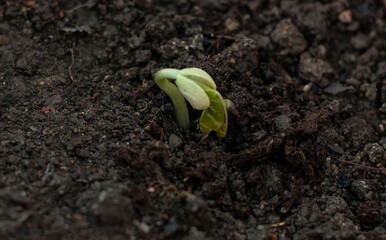 Young french bean plant sprouting in soil.
