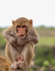 Naklejka na ściany i meble Portrait of naughty brown Indian monkey sitting on a rock in Madhya Pradesh, India.