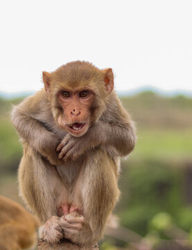 Portrait of naughty brown Indian monkey sitting on a rock in Madhya Pradesh, India.
