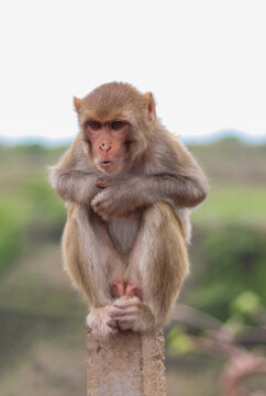 Portrait of indian macaque sitting on a stone in the jungle Madhya Pradesh, India.