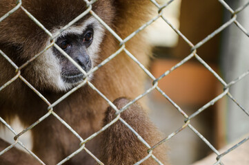 Gibbon sits in a cage at the zoo,Sad animal in zoo prison