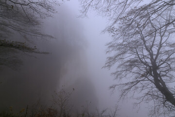 Kreidefelsen im Nebel Wald im Winter