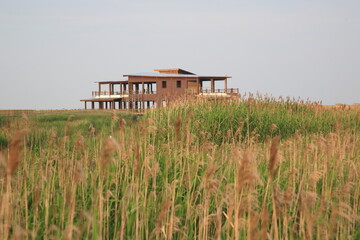 View of Chongming Dongtan Birds National Natural Reserve with reed and grass land in Chongming Island, Shanghai, China