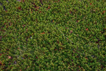 Icelandic green and red subpolar dense vegetation grown at the volcanic soil, Iceland, as a...