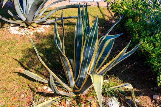 Agave tequilana, commonly called blue agave (agave azul) or tequila agave