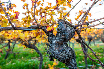 vine with colored leaves