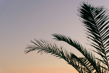 Palm leaves background. Tropical palm branch against the background of sunset and clear sky