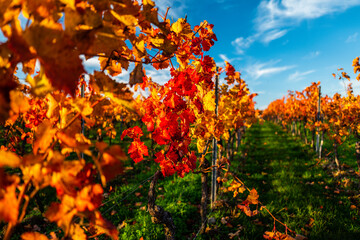 autumn leaves against sky
