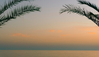 Fototapeta na wymiar Palm leaves background. Tropical palm branch against the background of sunset and clear sky