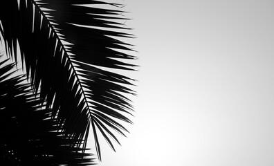Shadow Palm leaves background. Tropical palm branch against the white wall background