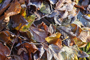 Different autumn colored fallen leaves laying on the ground