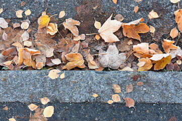 Fallen autumn leaves laying on a sidewalk and road