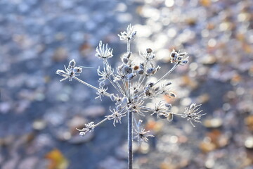 Closeup on rime on umbellifer plant umbel in late autumn