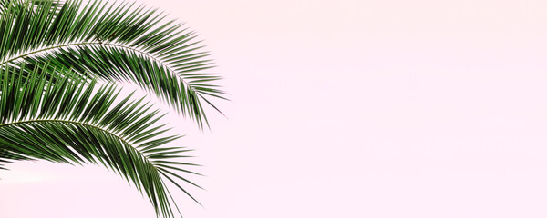 Palm leaves banner background. Tropical palm branch against the background of clear sky.