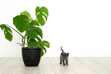gray kitten and home plant monstera. Potted flower in an interior