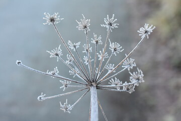 Closeup on rime on umbellifer plant umbel in late autumn