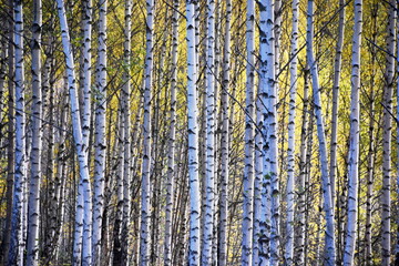 Obraz premium Autumn colors in birch forest closeup on white birch stems tree trunks