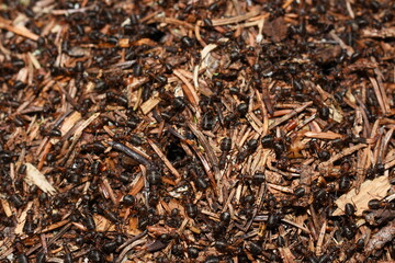 Fototapeta premium Closeup on red wood ants Formica rufa in their anthill