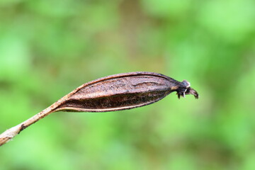 Seed capsule from Lady’s Slipper plant Cypripedium calceolus