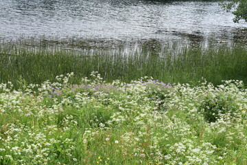 Wild flower field in front of a pond in a natural landscape