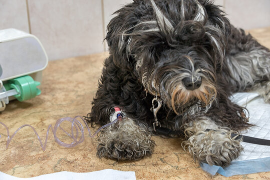 Dog at the vet. A dropper for an animal. Pet treatment, recovery ill dog. Medical care for animals.Blood sampling.