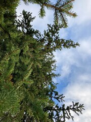 Fototapeta premium pine tree branches