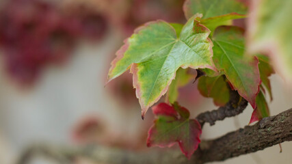 Feuilles de vignes aux couleurs automnales.