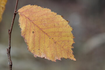 elm leaf in autumn
