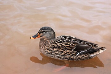 Fototapeta premium duck swims on the lake