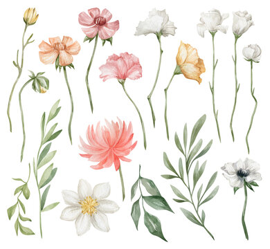 Watercolor set with bright summer flowers and leaves. Chrysanthemum, carnation, rose, poppy, branches. Meadow wildflower, leaves, spring field. Watercolor botanical illustration isolated on white